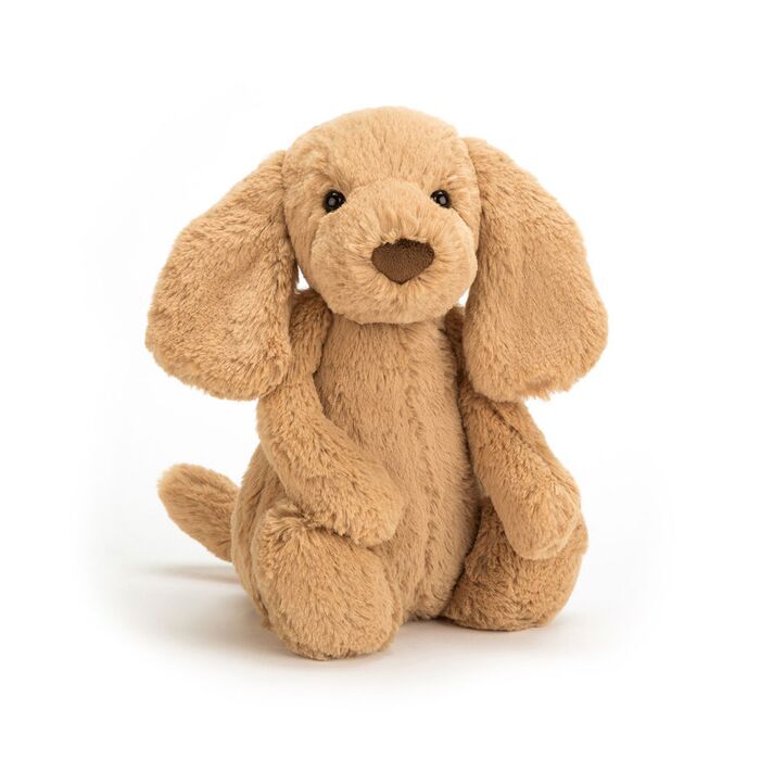 Bashful Toffee Puppy