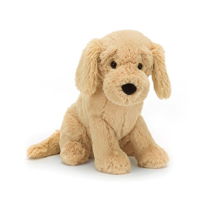 Tilly Golden Retriever